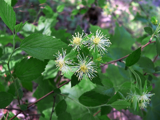 {Neviusia alabamensis}